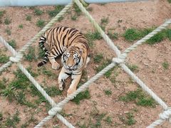 -西霞口神雕山野生动物世界