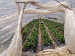 -喜杨洋草莓采摘园