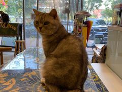 -平行世界·猫咖(首经贸店)