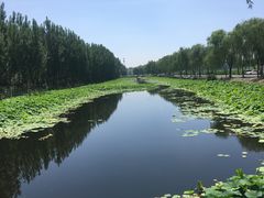 -白洋淀景区