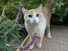 -黛遇·黛瓦宴花园餐厅