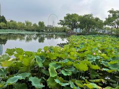 -无锡蠡湖国家湿地公园-蠡园