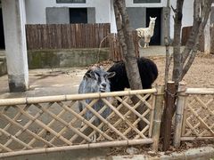-合肥野生动物园