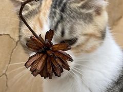 -原乡芦茨咖啡