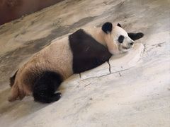 -杭州野生动物世界