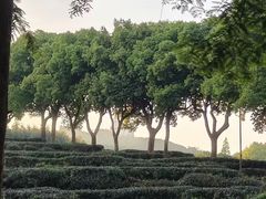 -上海佘山国家森林公园西佘山园