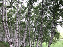 -塞罕坝国家级自然保护区