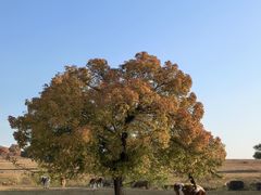 -五角枫生态旅游景区