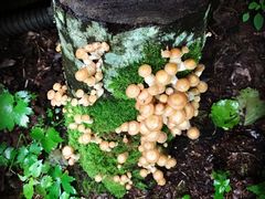 -峡谷浮石林景区