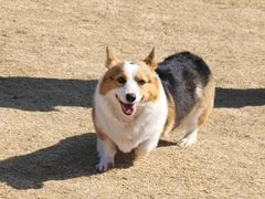 -趣玩宠物乐园寄养训犬训狗游泳池