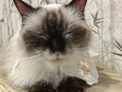 -楼上猫咖(罗湖店)