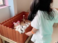 -70cat德文卷毛猫·缅因猫纯种猫舍