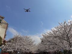 -高东镇樱花园