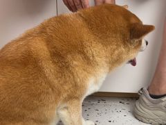 -瑞派康怡24h宠物医院·犬猫医疗中心·微创绝育(瑞景分院)
