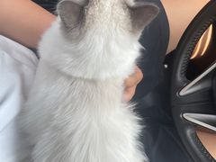 -BABIT巴比特宠物(MOMOPARK店)