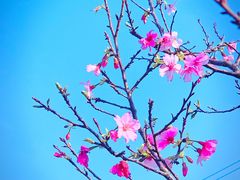 -天适樱花悠乐园