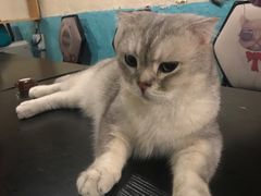 -猫小院猫主题咖啡厅(北锣店)