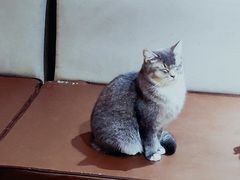 -MOCHA明星猫咖(田子坊店)