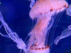 -上海海昌海洋公园