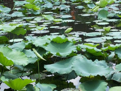 android_upload_pic-荷香居(洞企石路店)