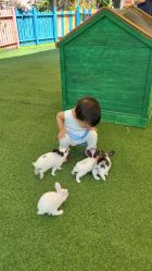 -萌宠亲子动物乐园(槐房万达店)