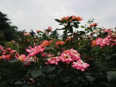 -上海滨江森林公园