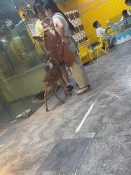 点击看大图 -神奇动物撸宠馆·羊驼·小浣熊·异宠(豫园店)
