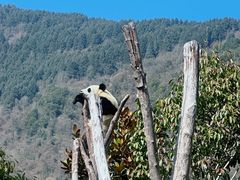 -卧龙中华大熊猫苑神树坪基地