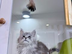 -青奢宠物·青奢猫舍