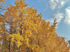 -重庆市江北嘴中央商务区中央公园