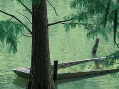 -深圳仙湖植物园