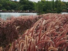 -海珠湖公园