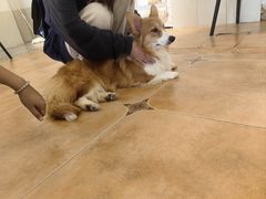 -Let's go狗咖·猫咖·奶狗·桌游(春熙路IFS店)