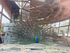 -石家庄市动物园