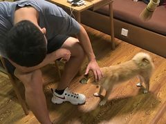 -柴务处·柴犬主题狗咖