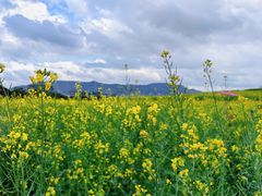 -光明小镇欢乐田园