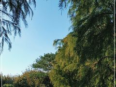 -上海滨江森林公园