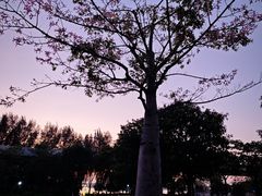 -宝安西湾红树林湿地公园