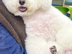 -博特宠物医院24h犬猫全科.骨科·异宠
