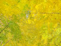 -三里屯东五街银杏大道