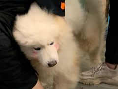 -more than meow吴止猫主题餐厅(承德 中船汇店)