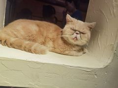 -猫小院猫主题餐厅(南锣旗舰店)