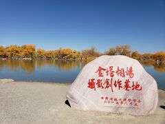 -金塔沙漠胡杨林景区