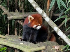 -都江堰中华大熊猫苑