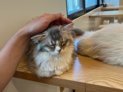 -有喵·猫咖·狗咖·30几只猫10只小狗(岗厦店)