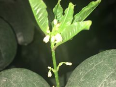 -祝幺妹火锅(裕华村总店)