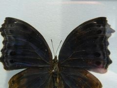 -上海昆虫博物馆