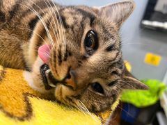 -瑞派动物医院·绝育·犬猫全科·预防医学(光景江南中店)