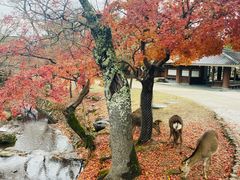 -奈良公园