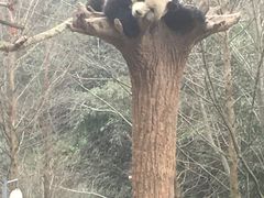 -都江堰中华大熊猫苑